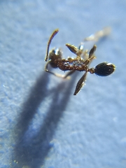 Pheidole indica