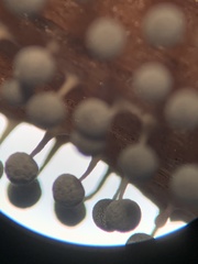 Physarum globuliferum