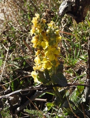 Verbascum lychnitis