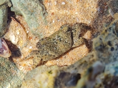 Metopograpsus