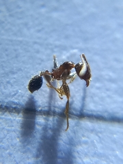 Pheidole indica