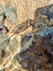 Metopograpsus