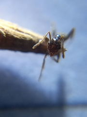 Pheidole indica