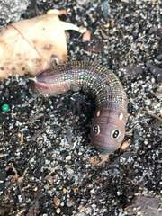 Hippotion celerio