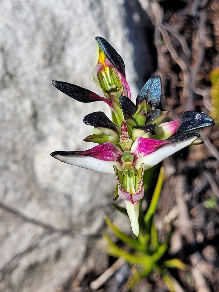 Metallic Disa
