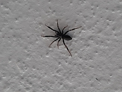 Gnaphosidae