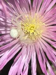 Zygometis xanthogaster