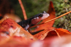 Plethodon metcalfi