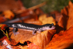 Plethodon metcalfi