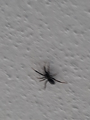 Gnaphosidae