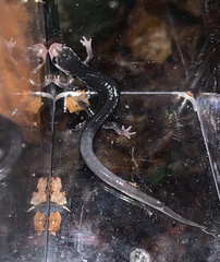 Plethodon metcalfi