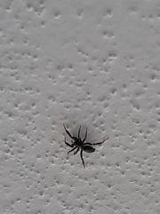 Gnaphosidae