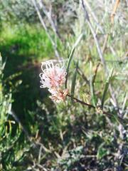 Grevillea linearifolia