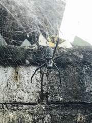 Trichonephila antipodiana