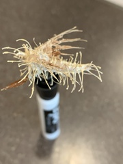 Akanthomyces aculeatus