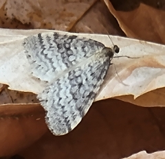 Operophtera bruceata
