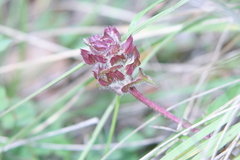 Prunella grandiflora