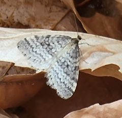 Operophtera bruceata