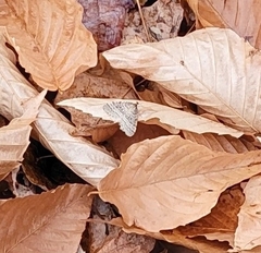 Operophtera bruceata