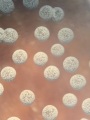 Physarum globuliferum