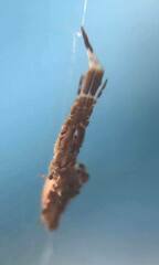 Uloborus