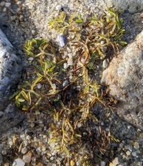 Euphorbia polygonifolia