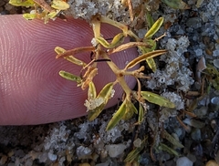 Euphorbia polygonifolia