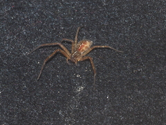 Sphedanus quadrimaculatus