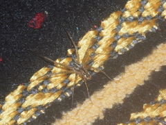 Sphedanus quadrimaculatus