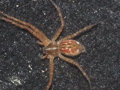 Sphedanus quadrimaculatus