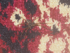 Sphedanus quadrimaculatus