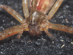 Sphedanus quadrimaculatus