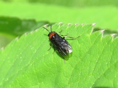 Eutomostethus ephippium