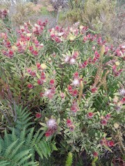 Leucospermum oleifolium