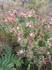Leucospermum oleifolium