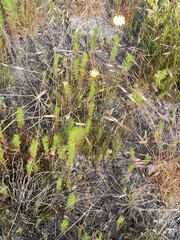 Ursinia paleacea