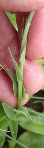 Image of Cyphia elata by no rights reserved