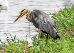 Ardea cinerea