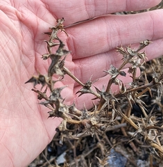 Salsola kali kali