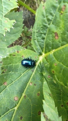 Chrysolinina