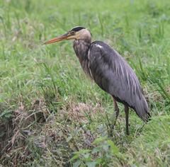 Ardea cinerea