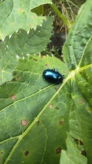 Chrysolinina