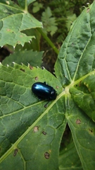 Chrysolinina