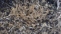 Salsola kali kali