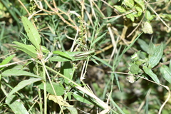 Spathosternum prasiniferum