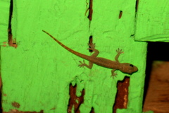 Hemidactylus garnotii