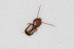 Laemophloeus terminalis