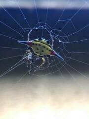 Macracantha hasselti