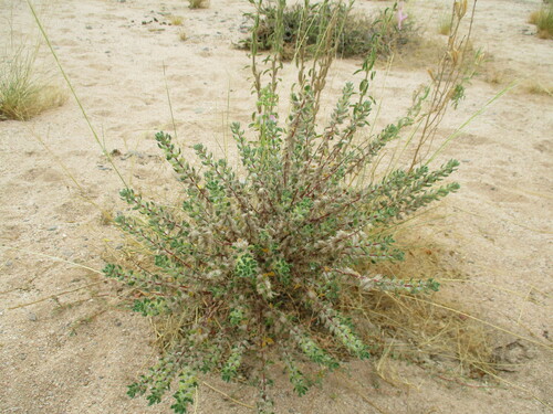 Image of Herero Nettle (Forsskaolea hereroensis) by no rights reserved
