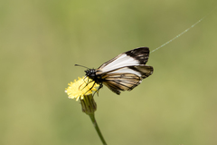 Heliopetes ochroleuca
